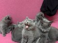 Muhteşem saglıklı sevecen cins kedi son 2 tane yetişen alır