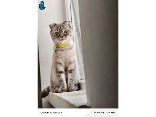 14 aylık A kalite dişi 