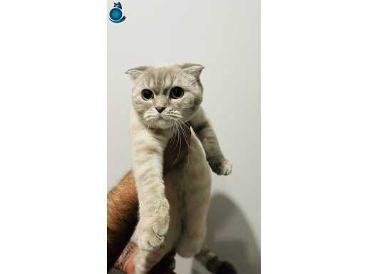 Boncuk gözlü scottish fold kızım 