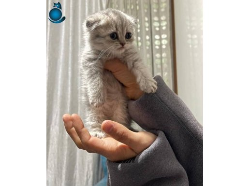 Scottish fold yavrular