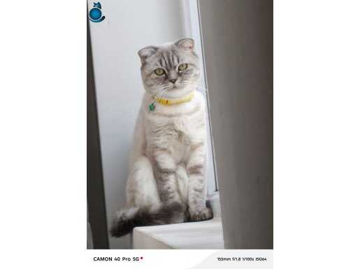 A kalite damızlık dişiler 