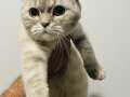 Boncuk gözlü scottish fold kızım 