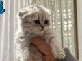 Scottish fold yavrular