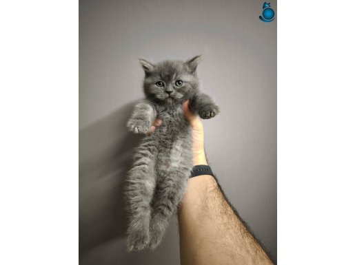 British shorthair erkek gri