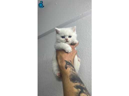British shorthair ayı kafa beyaz mavi göz yavru
