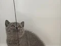 Ayı Kafa British shorthair yavrular 