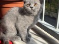 Ayı Kafa British shorthair yavrular 