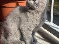 Ayı Kafa British shorthair yavrular 