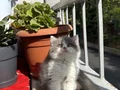 A Kalite British Shorthair Bicolour 