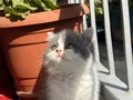 A Kalite British Shorthair Bicolour 