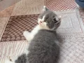 A Kalite British Shorthair Bicolour 