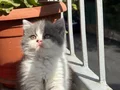A Kalite British Shorthair Bicolour 