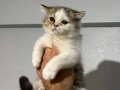 İran persian bütçeye uygun yavru
