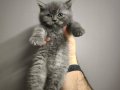 British shorthair erkek gri