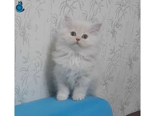 Muazzam safkan chincila yavrusu