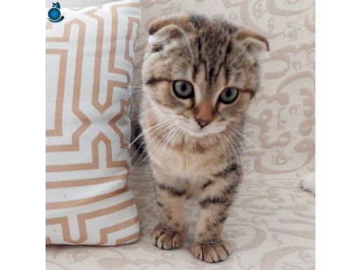 3 AYLIK ERKEK SCOTTISH FOLD