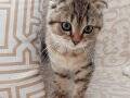 3 AYLIK ERKEK SCOTTISH FOLD