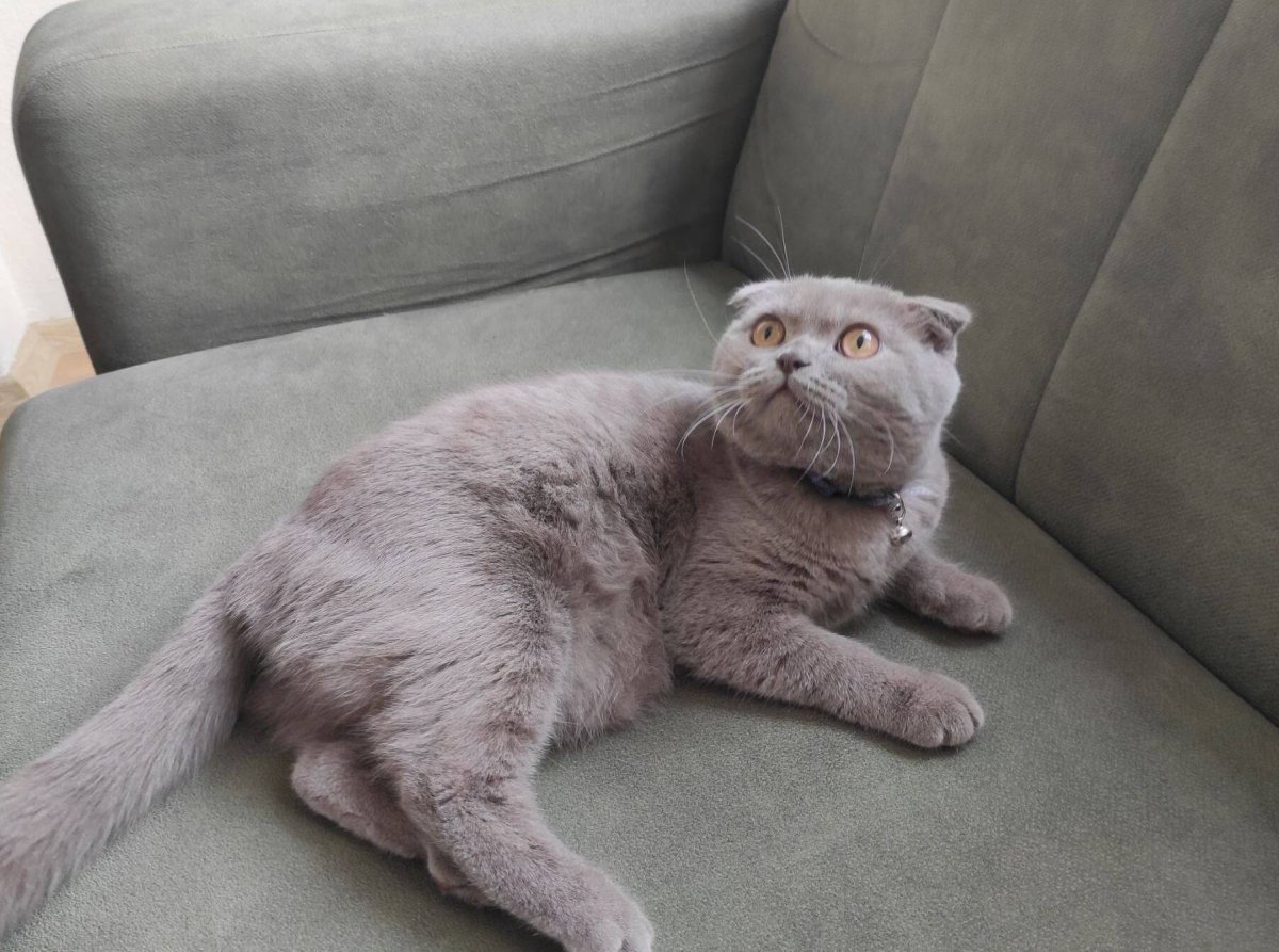 Scottish Fold Dişi