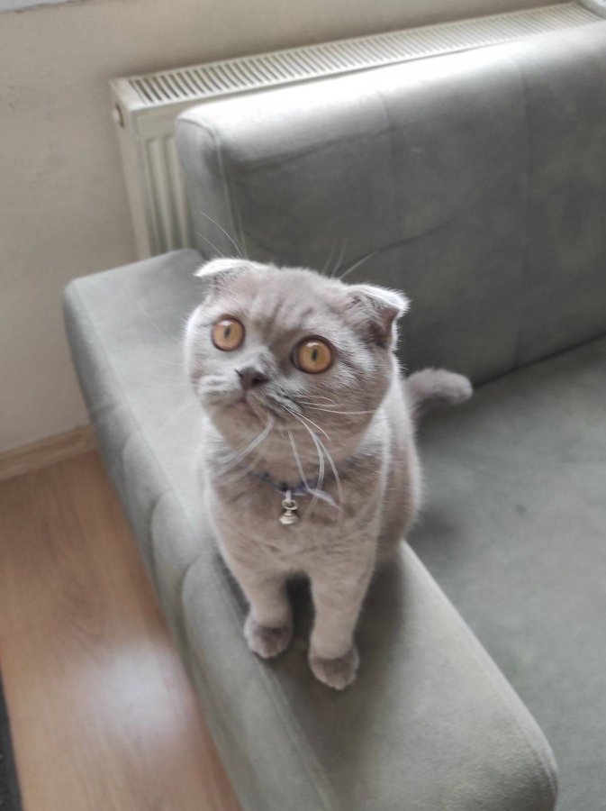 Scottish Fold Dişi