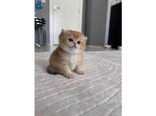 Safkan Golden British Shorthair 