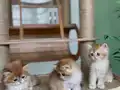 Safkan Golden British Shorthair Ny12 (double coat)