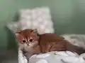 Safkan Golden British Shorthair Ny12 (double coat)