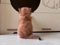 Safkan Golden British Shorthair Ny12 (double coat)
