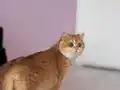 Safkan Golden British Shorthair Ny12 (double coat)