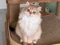 Safkan Golden British Longhair