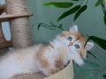 Safkan Golden British Longhair