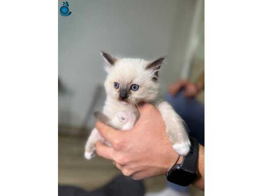 RAGDOLL BEBEKLERİMİZ YENİ YUVASINI ARIYOR