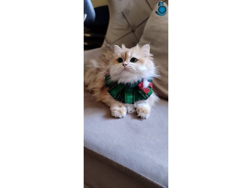 Mercan yeşil kocaman gözleriyle bakışlarıyla huzur veriyors