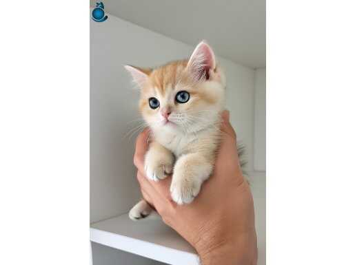 İsmi Asıl Bri golden dost canlısı minnak bir çocuk 