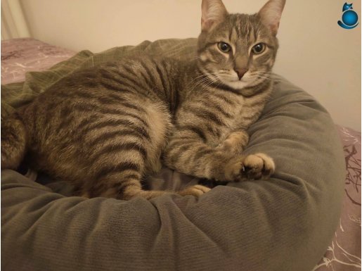 Kısırlaştırılmış 1.5 yaşında 