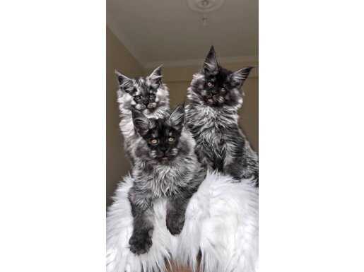 Türkiye’nin her yerine bizzat teslim anne/baba şampiyon 