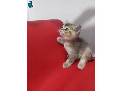 Miniğim yeni yuvasına gitmeye hazır
