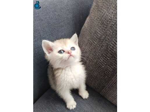 Miniklerim yeni yuvalarına gitmeye hazır