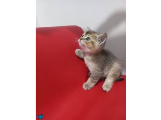 Miniklerim yeni yuvalarına gitmeye hazır.