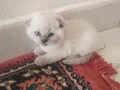 45 günlük bebeklerim