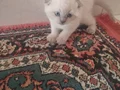 45 günlük bebeklerim
