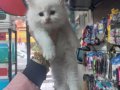 Minik Beyaz British Longhair Yavru