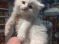 Minik Beyaz British Longhair Yavru
