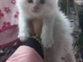 Minik Beyaz British Longhair Yavru