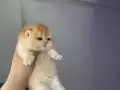 Çok Güzel Golden Bebekler 
