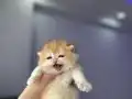 Çok Güzel Golden Bebekler 