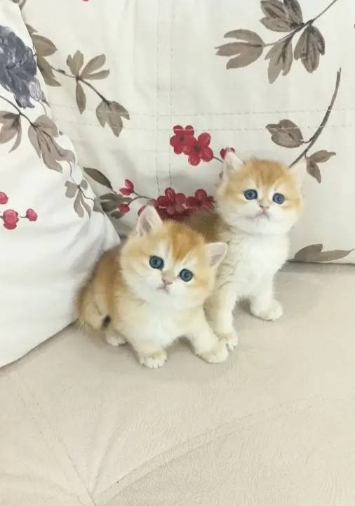 Safkan golden yavrular scrli veya pet