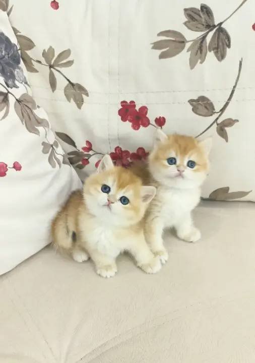 Safkan golden yavrular scrli veya pet