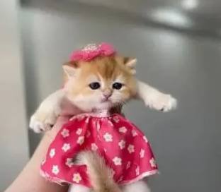 Safkan golden yavrular scrli veya pet