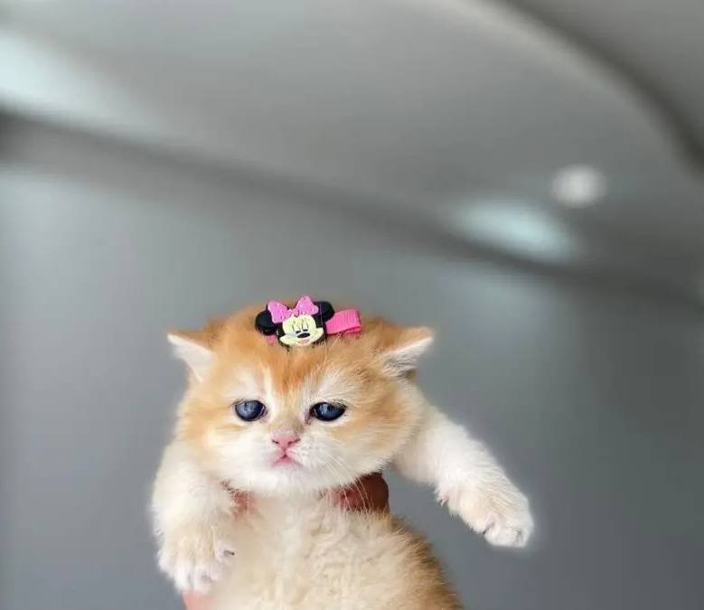 Safkan golden yavrular scrli veya pet
