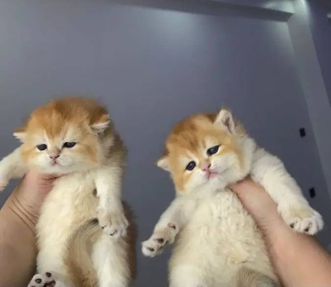 Safkan golden yavrular scrli veya pet